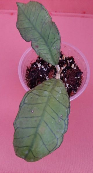 Hoya Sp.  Gunung Gading Borneo Rare.  Exact Plant Listed