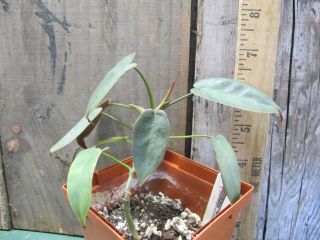 Philodendron Atabapoense X Billietiae Very Unusual Rare Exact Plant