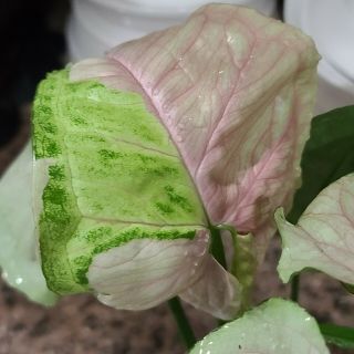 Variegated T24 Hybrid Syngonium ☆ Rare ☆ Usps Express ☆ Live Tropical Plant