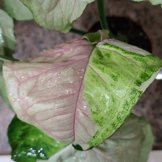 Variegated T24 Hybrid Syngonium ☆ Rare ☆ USPS EXPRESS ☆ live Tropical plant 3