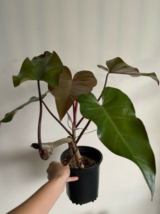 Large Philodendron Dark Lord Aroid Rare