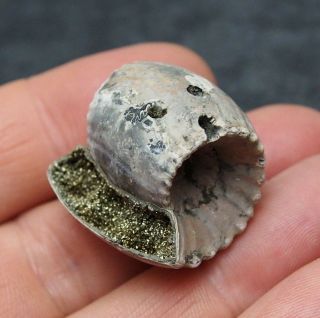 Rare 27x27mm Erymnoceras Doliforme Ammonite Pyrite Fossil Ryazan Russia