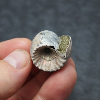 RARE 27x27mm Erymnoceras doliforme Ammonite Pyrite Fossil Ryazan Russia 3