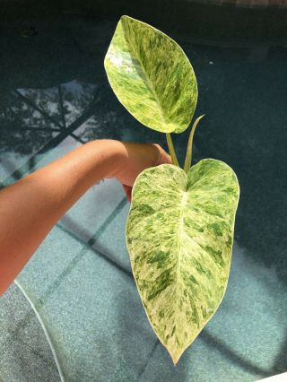 Rare Philodendron Giganteum Highly Variegated Aroid Tropical Top Cutting Plant