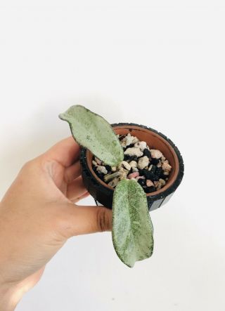 Hoya Carnosa “gray Ghost” | Stunning Rare Plant