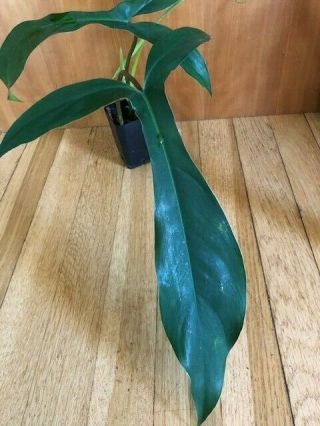 Philodendron 69686 Rare Aroid Potted And Ready To Ship