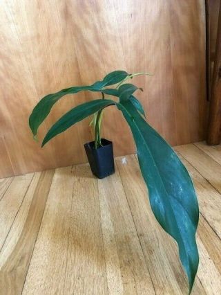 Philodendron 69686 Rare Aroid potted and ready to ship 2