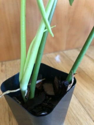 Philodendron 69686 Rare Aroid potted and ready to ship 3