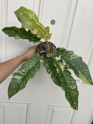 Philodendron “ring Of Fire” Var.  Rooted In 4” Pot (rare Aroid) - Usps Insured 1