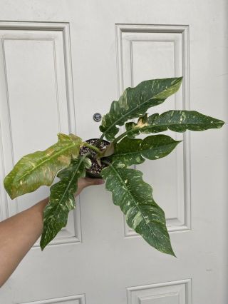Philodendron “Ring Of Fire” Var.  rooted in 4” pot (rare aroid) - USPS Insured 1 3