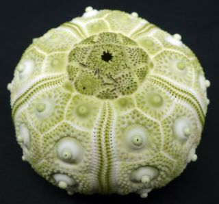 Very rarely seen Hesperocidaris perplexa 49.  9 mm Mexico sea urchin 2