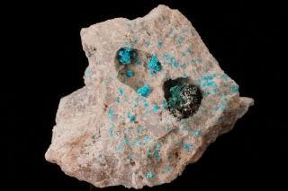 Rare Lemanskiite With Olivenite Crystal Abundancia Mine,  Chile - Ex.  Lemanski