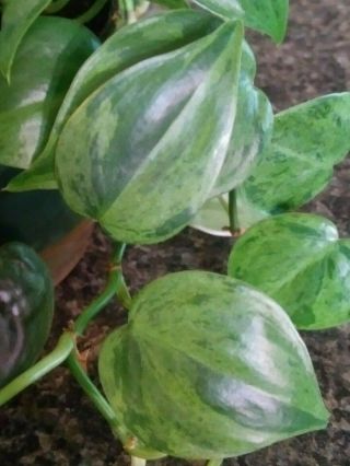 Very Rare Variegated Heartleaf Philodendron Last One 2