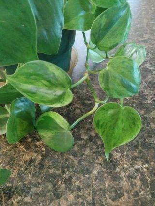 Very Rare Variegated Heartleaf Philodendron Last One 3