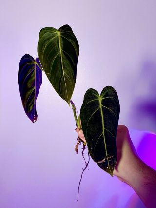 Rare Philodendron Melanochrysum Aroid Fully Rooted Growth Leaf On The Way