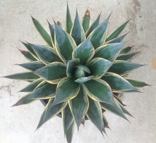 And Large Agave Sun Glow,  Variegated,  Rare
