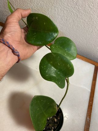 Hoya Latifolia Large Rooted Cutting - Rare Great For Propogation Usa