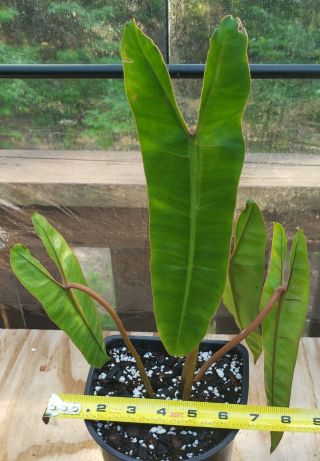 Philodendron Billietiae - Rare Aroid - Large Healthy Specimen