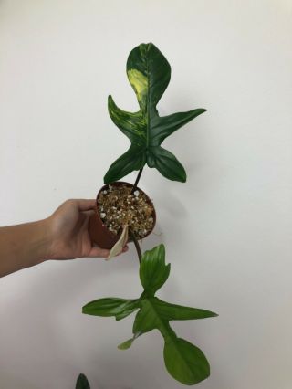 Philodendron Florida Beauty - Very Rare Variegated Aroid