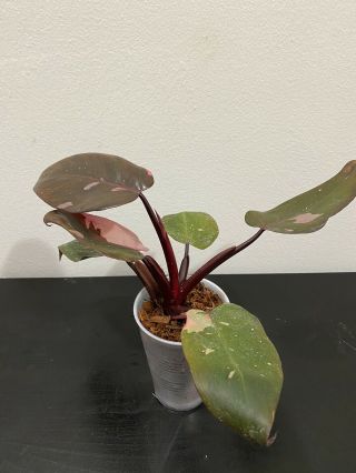 Philodendron Pink Princess Rare Variegated Aroid