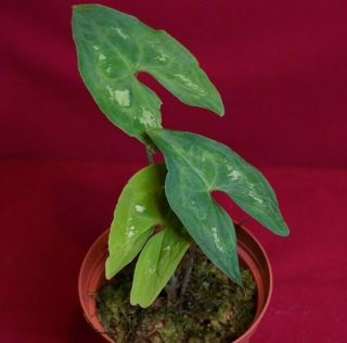 Ulearum Donburnsii Rare Velvet Aroid Terrarium Plant Anthurium Philodendron