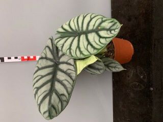 Alocasia Silver Dragon - Xl - Rare / Single Plants