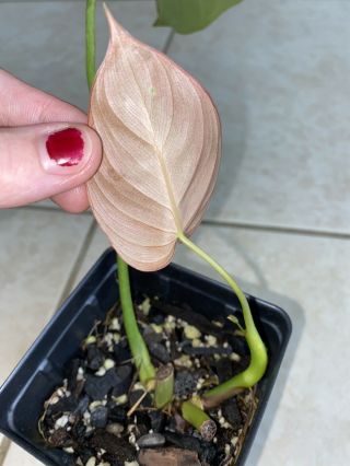 Philodendron ‘Glorious’ - hybrid melanochrysum x gloriosum - rare aroid monsyera 3
