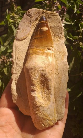 Extremely Rare Huge And Gorgeous 5.  12 " Mosasaurus Reptile Tooth Fossil