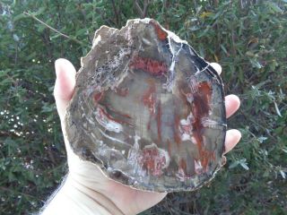 Petrified Wood 7” Rare Chinese Conifer Slab Mirror Polished Gorgeous Colors