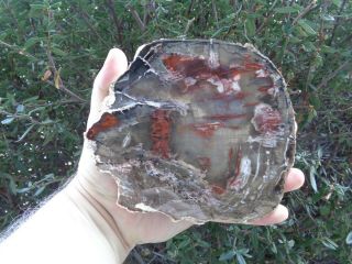 Petrified Wood 7” Rare Chinese Conifer Slab Mirror Polished Gorgeous Colors 2