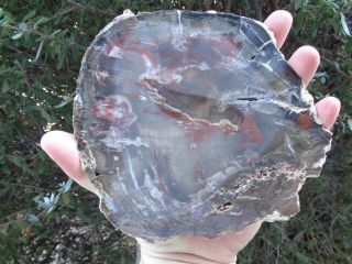 Petrified Wood 7” Rare Chinese Conifer Slab Mirror Polished Gorgeous Colors 3