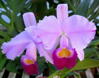Rare Cattleya Orchids - C Trianaei 