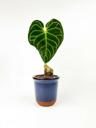 Anthurium Regale - Rare Aroid - Velvet Leaf