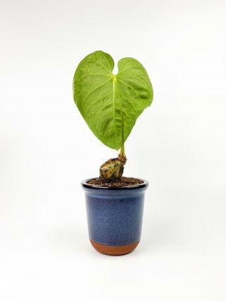 Anthurium regale - Rare Aroid - Velvet Leaf 3