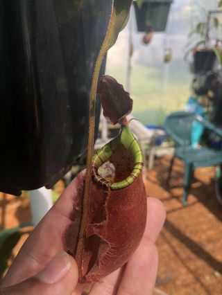 Very Rare Nepenthes (viking X Bical) X Amp X (thorelii X Veitchii Candy Red)