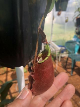 Very Rare Nepenthes (Viking X Bical) x Amp X (Thorelii X Veitchii Candy Red) 2