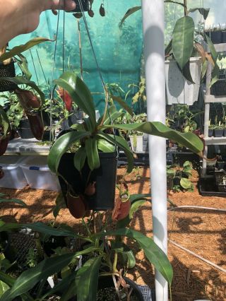 Very Rare Nepenthes (Viking X Bical) x Amp X (Thorelii X Veitchii Candy Red) 3