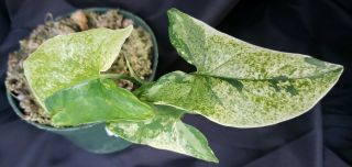 1 OF A KIND RARE Variegated 