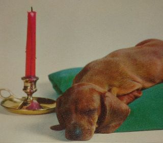 Vintage Christmas Card,  Sweet Puppy Dog Napping By Candlelight,  5 "