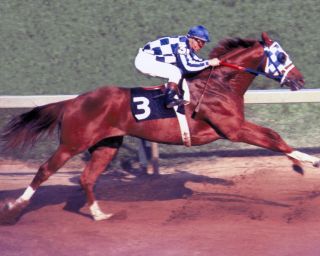 Secretariat (ron Turcotte - Up) 1973 Preakness Stakes - 8x10 Color Photo