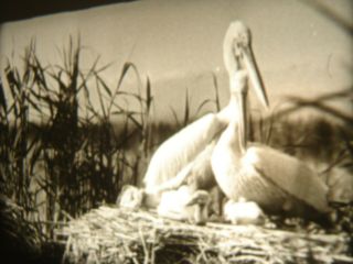 Vintage 16mm Soviete Educational Documentary " Pelicans " Film B/w Movie