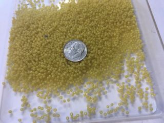 Antique Or Possibly Vintage Seed Beads,  Greasy Yellow 13s