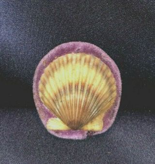 Antique Sabbathday Lake Shaker Shell,  Rose Lavender Velvet Pin Cushion