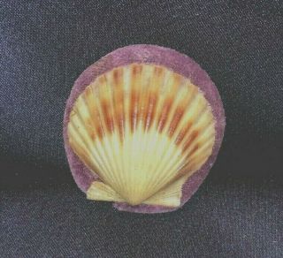 Antique Sabbathday Lake Shaker Shell,  Rose Lavender Velvet Pin Cushion 2