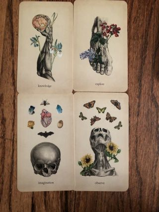 Oracle of Oddities 2nd Edition by Claire Good child HTF Indie Antique Anatomy 2