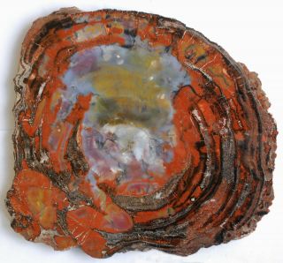 Very Large,  Polished Arizona Petrified Wood Round