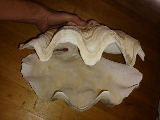 Vintage 15 Lb Top And Bottom 14.  5 " Large Natural Clam Shell Seashell