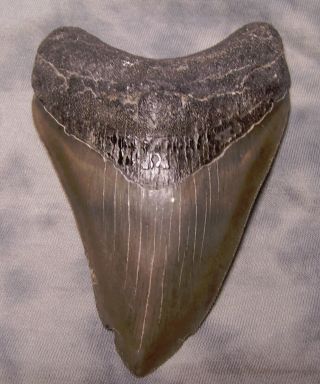 Megalodon Shark Tooth - Sharp - 4 5/8 Real Fossil Sharks Teeth - No Restorations