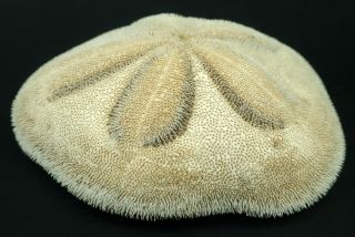 Fantastic Natural Clypeaster Australasiae 108.  6 Mm Sydney Sand Dollar Sea Urchin