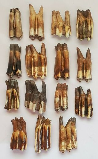 15 Large Fossilized Bison Teeth - - Bison Occidentalis - - Pleistocene - - Kansas